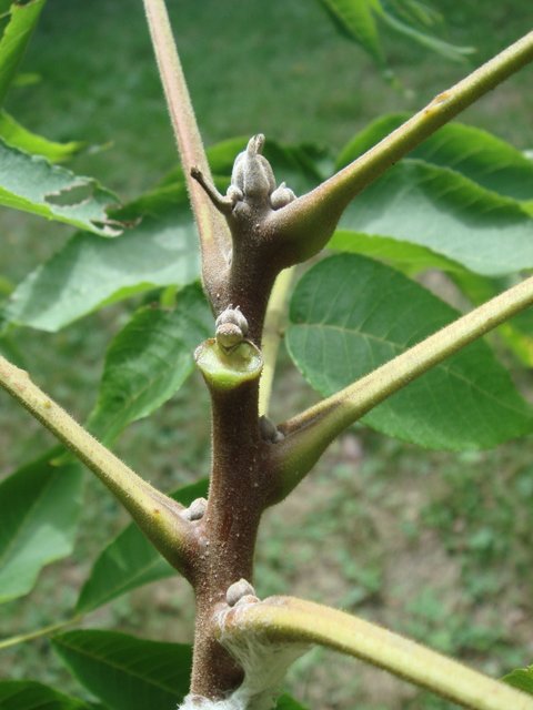 Ailanthus altissima bourgeon
